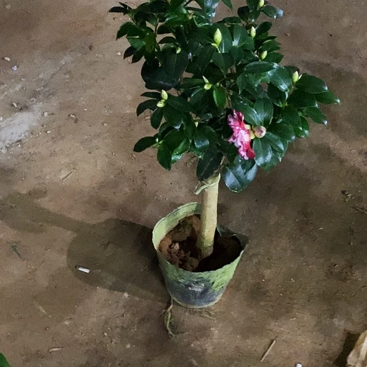 宝盒。   嫁接。