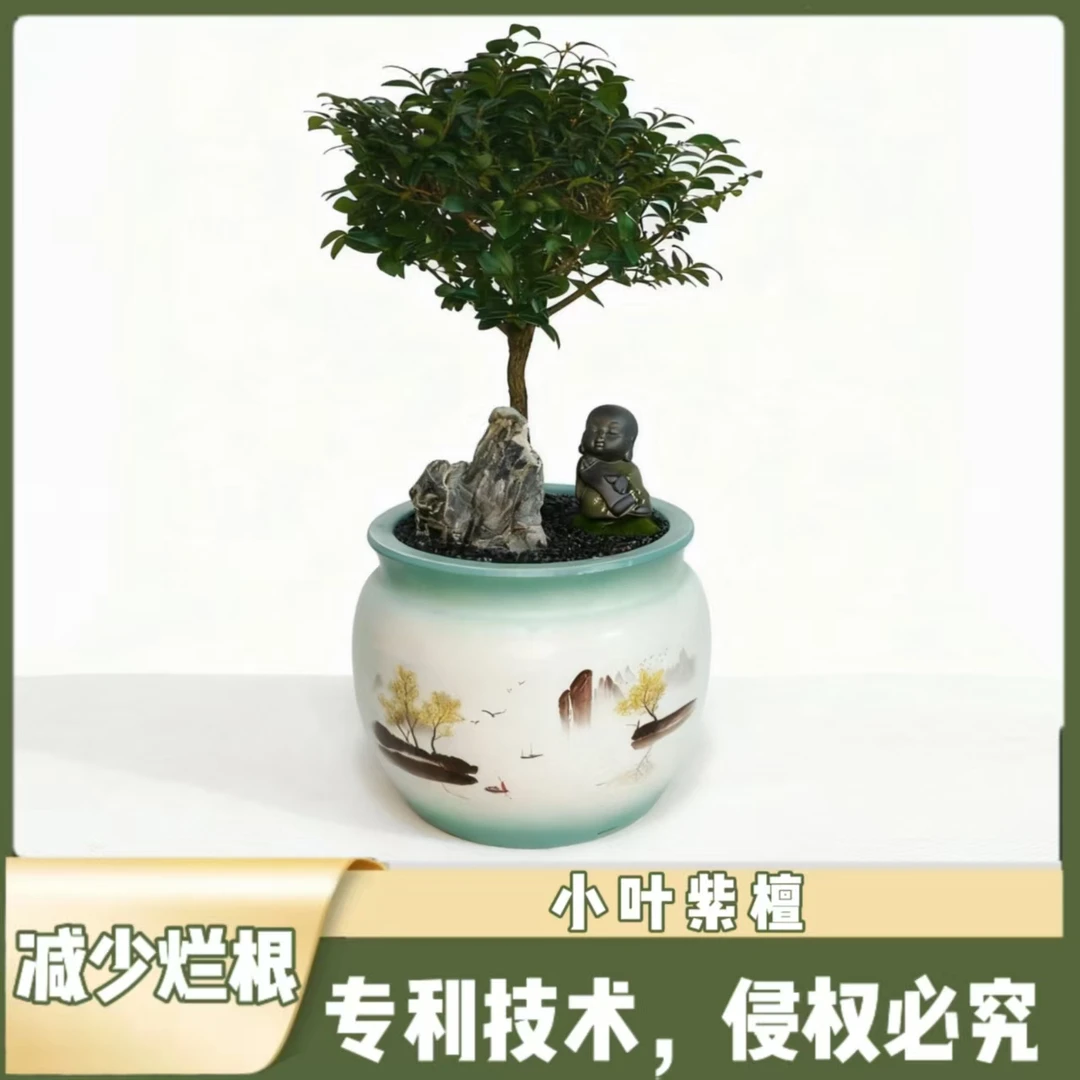 花开度室内盆栽【董事长茶台】同款小叶紫檀4号【专利减少烂根】送礼