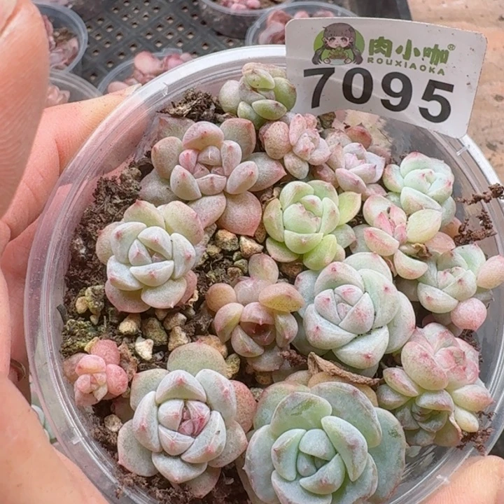 多肉植物多肉植物