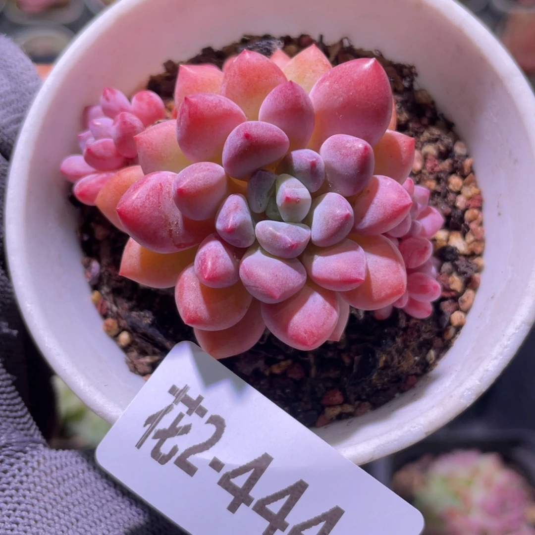 花利美2-444冰彤