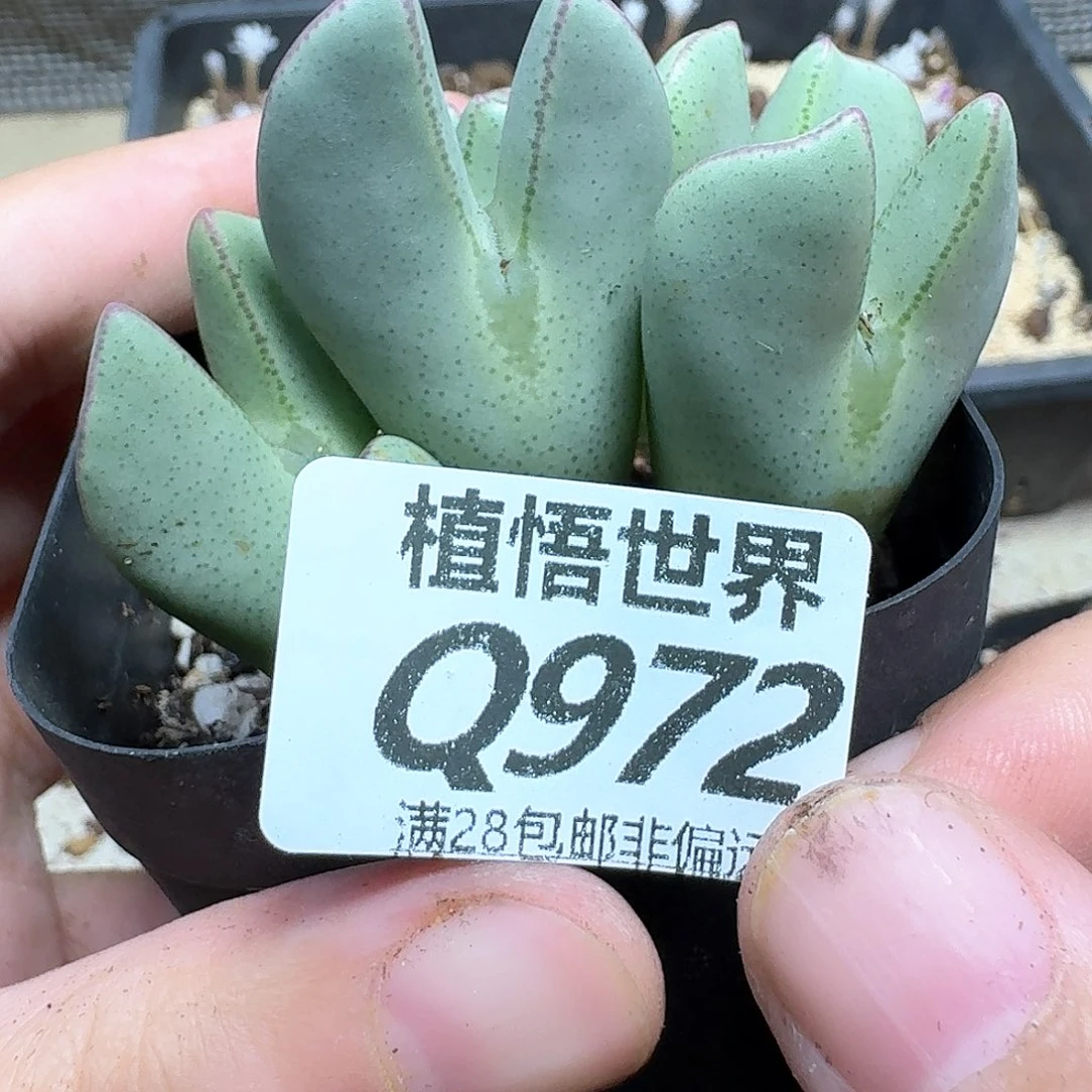 的润泽的润泽的润泽dd
