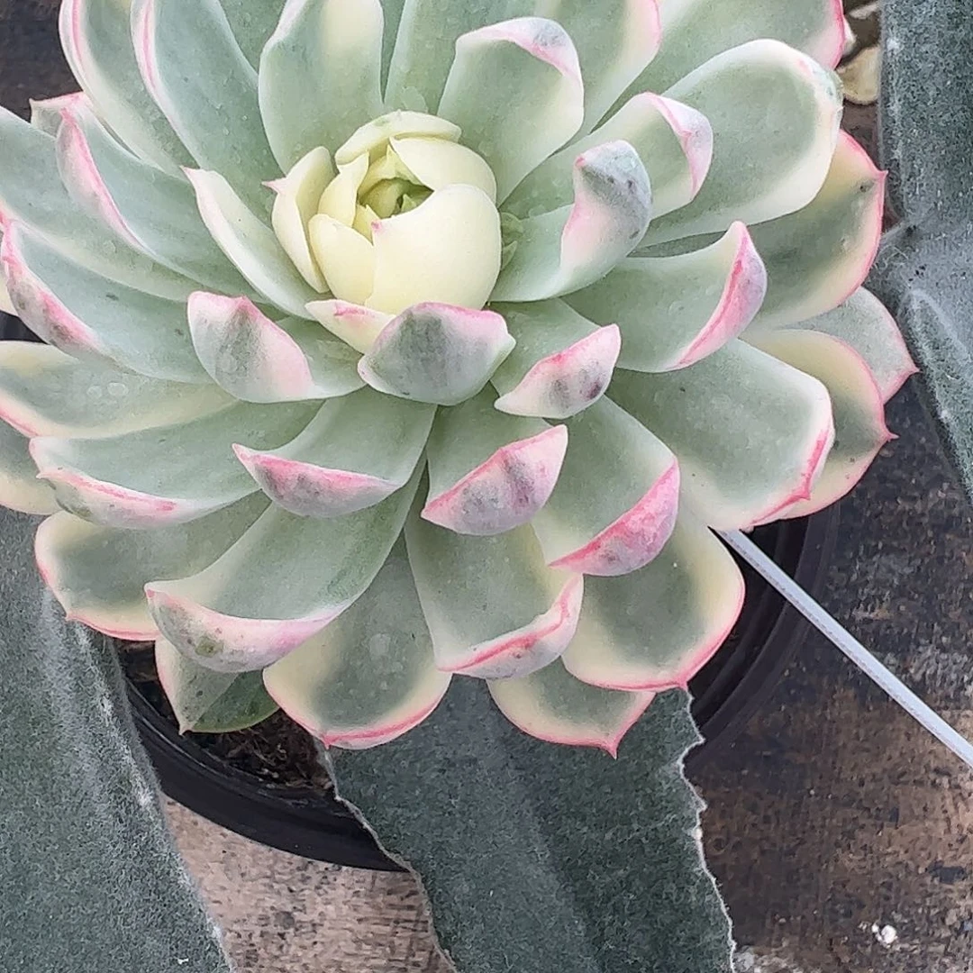 锦***s多肉植物多肉植物