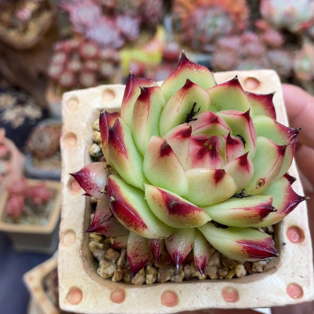 东云杂交群透色群