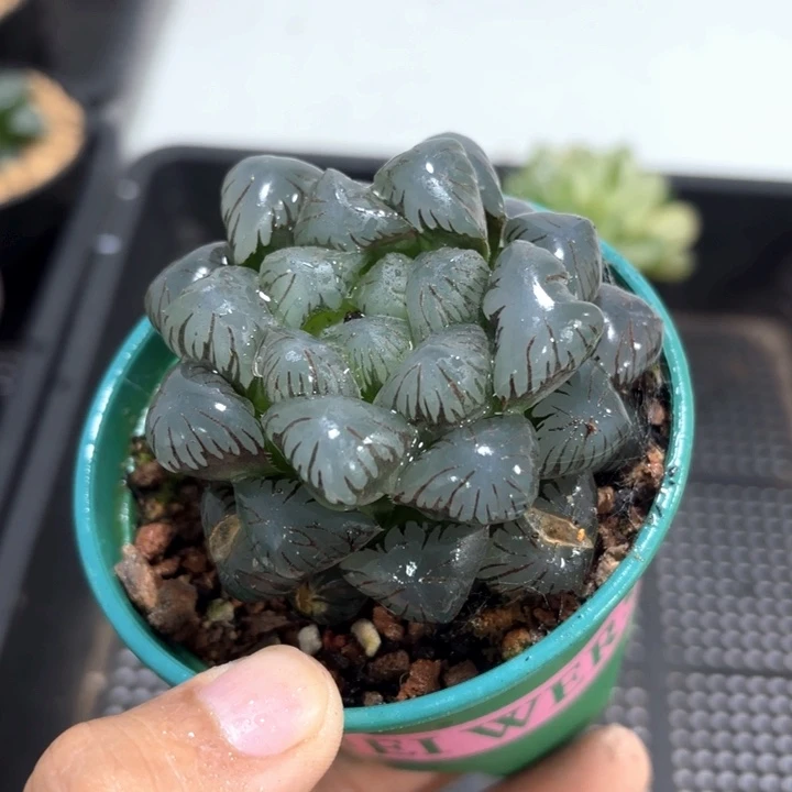 OB冰灯带盘带土发货