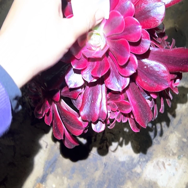 橘**姐法师植物一物一拍40