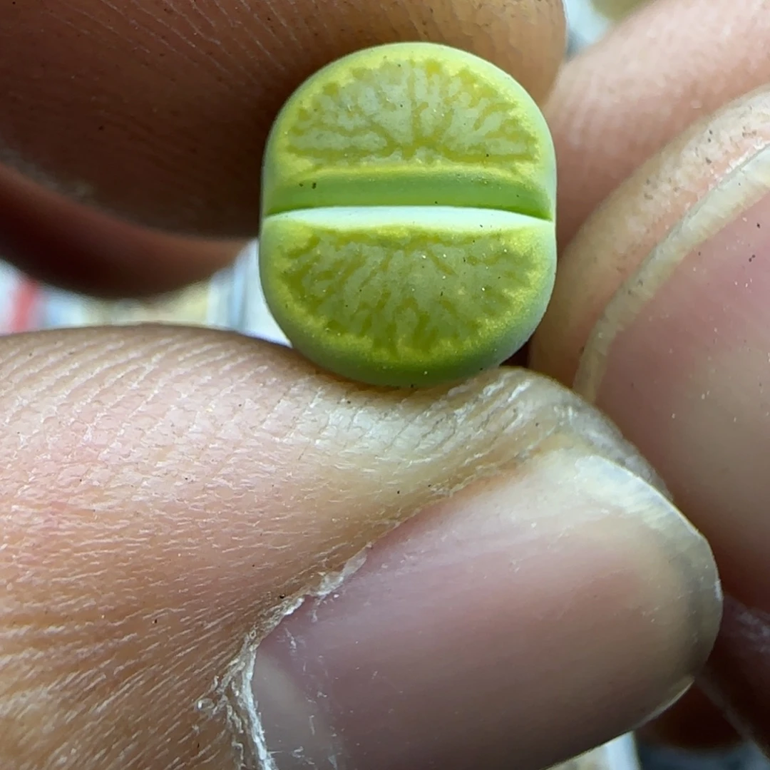 120 生石花大棚直播