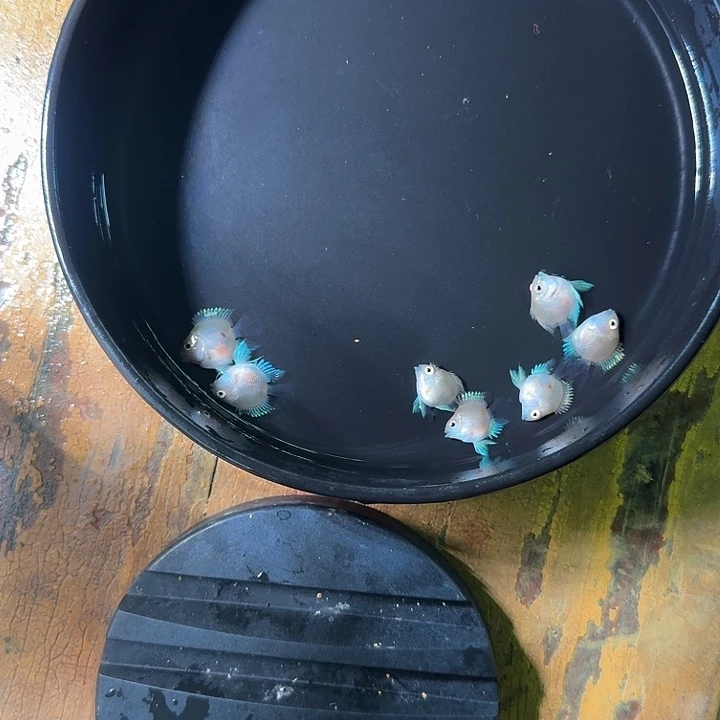 短鲷鱼胭脂粉鱼苗8送2备损