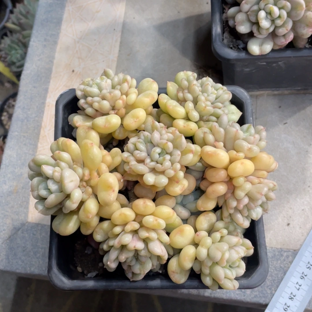 比尔盖茨冠幅15 公分一物一拍