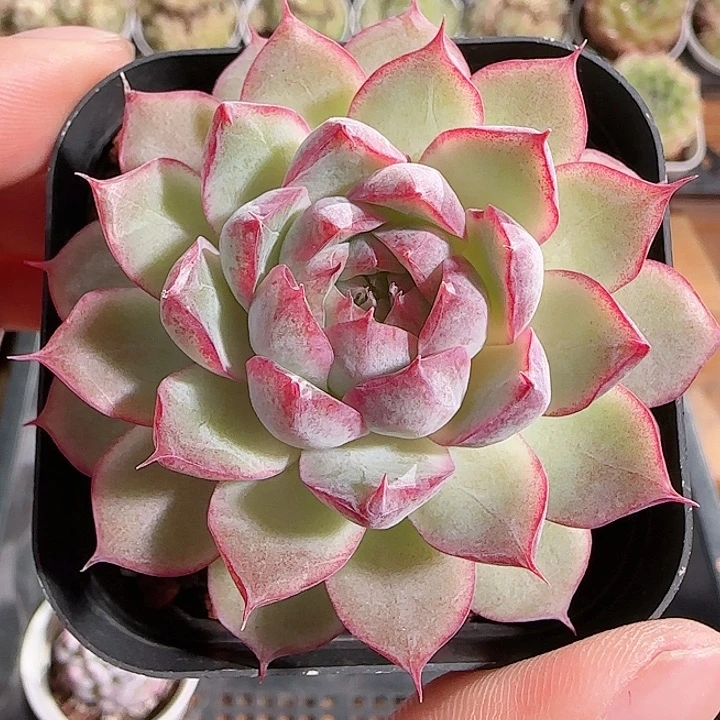 1116------119女王玫瑰