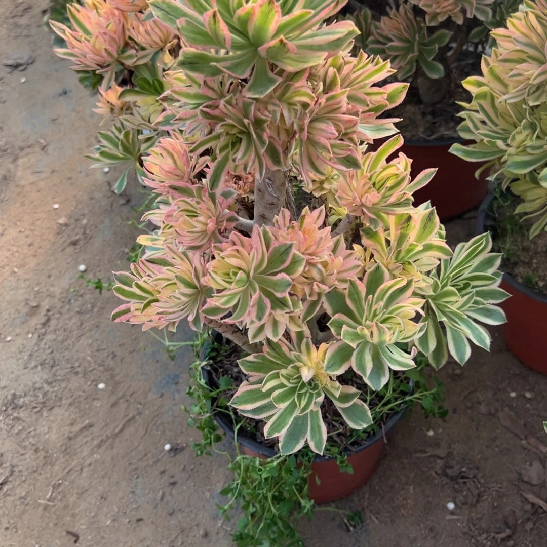 程***君135夕颜多肉植物法师多肉