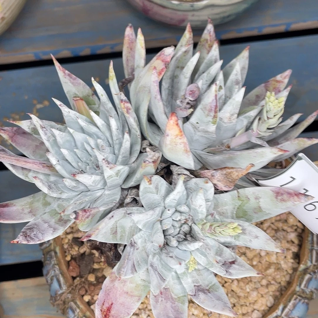 雪山老桩多头11676