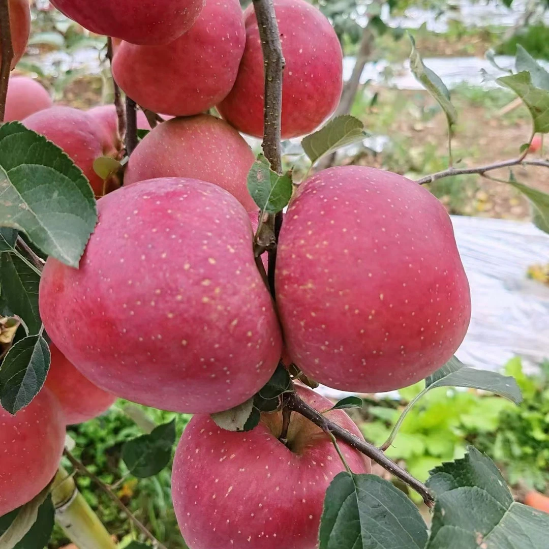 正宗昭通丑苹果脆甜多汁新鲜水果，连箱重12斤