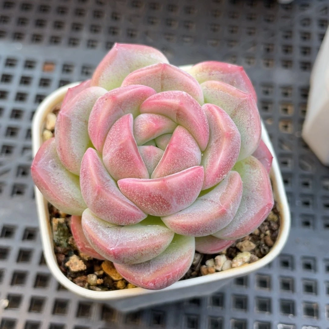 优选紫珍妮福利1489