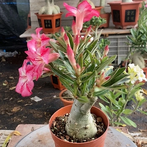 【闪购商品】我***外绿植