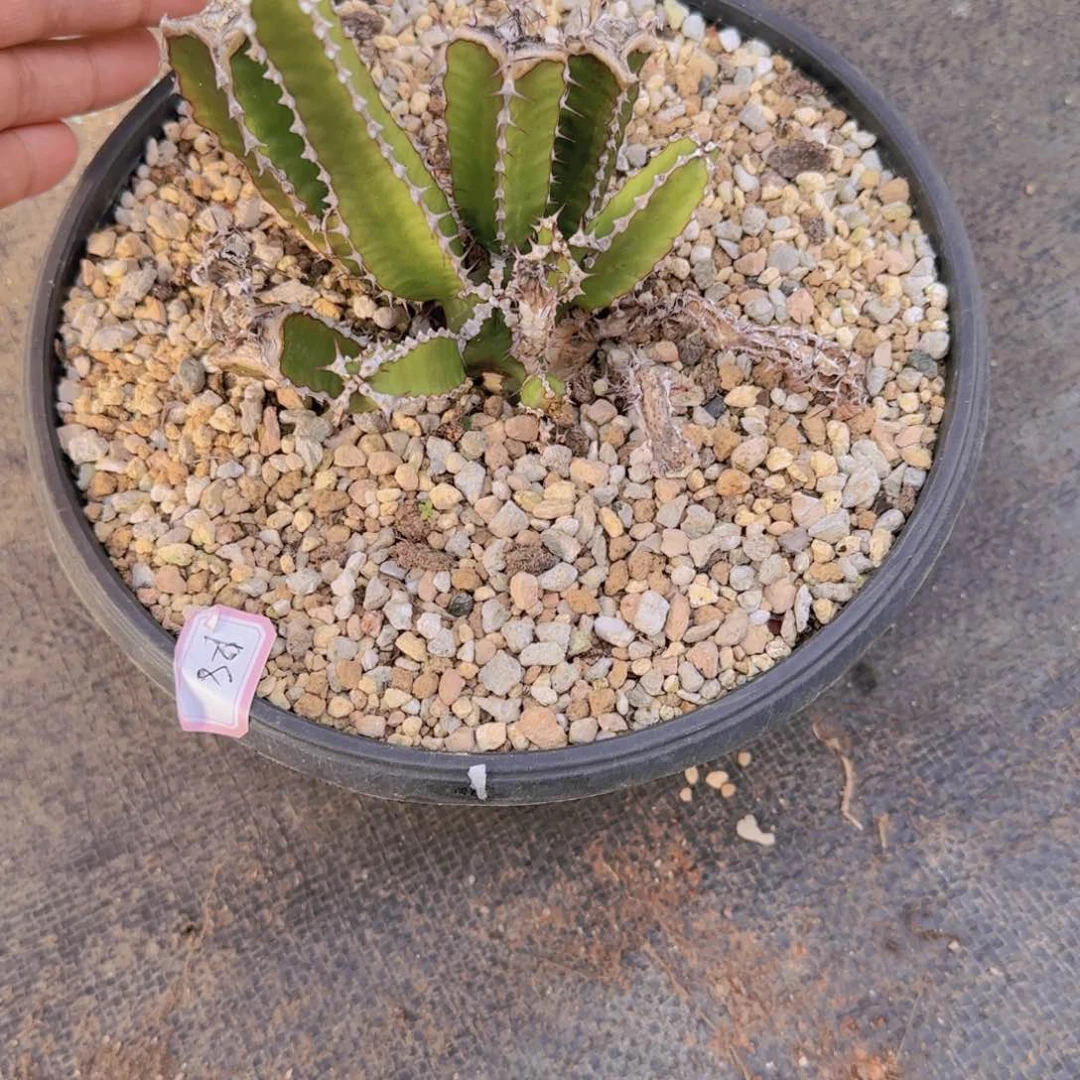 雾**秋火山大戟 多肉植物