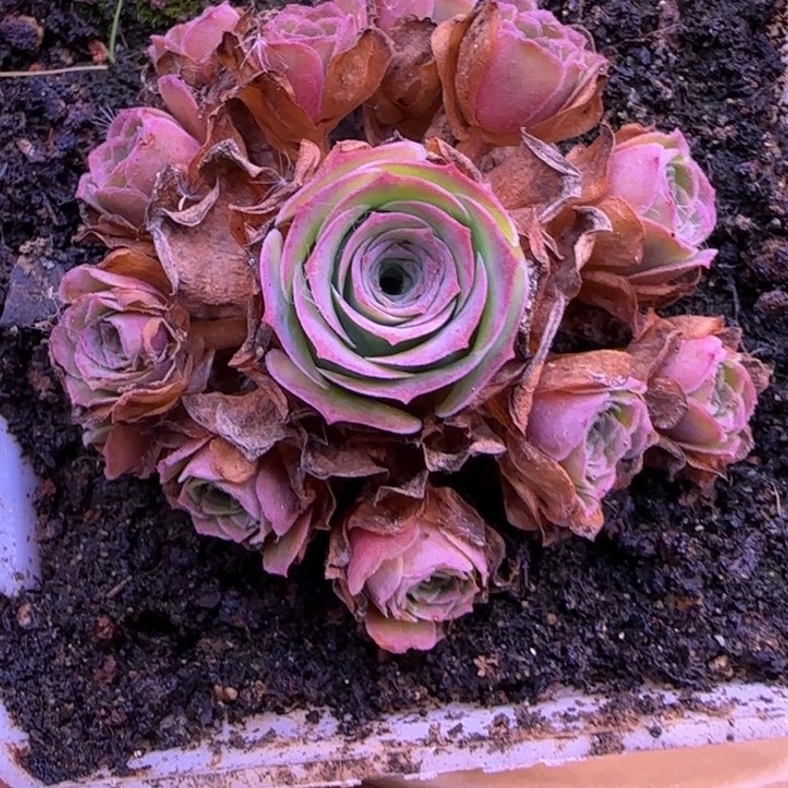 花未央捧花6.5厘米4242765683