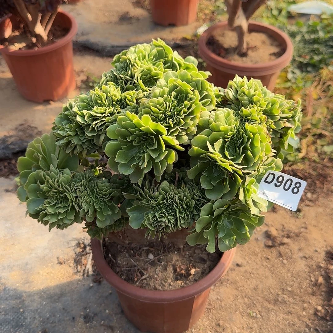 908绿缀朵朵一颗呀呀呀