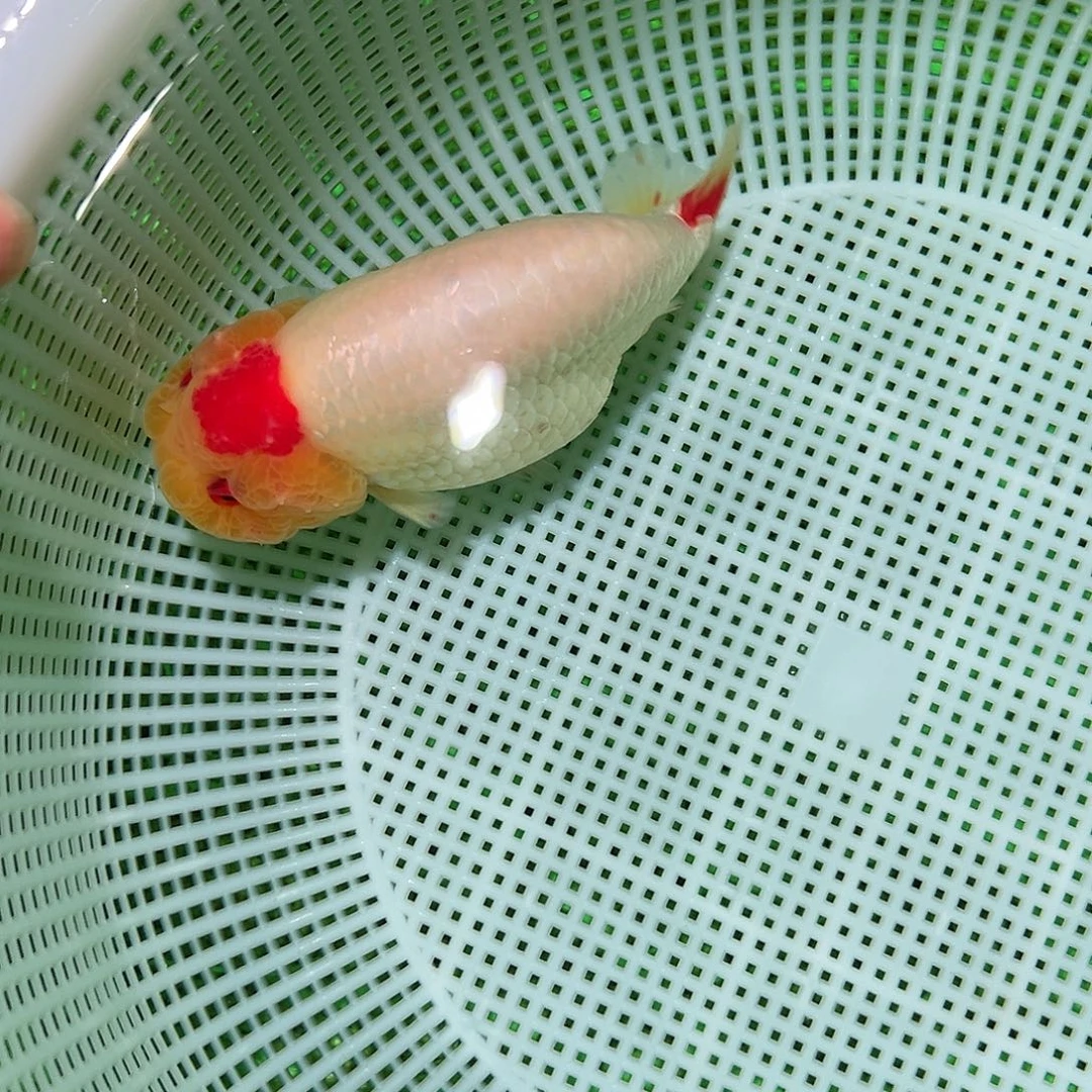 金鱼金鱼兰寿金鱼福利