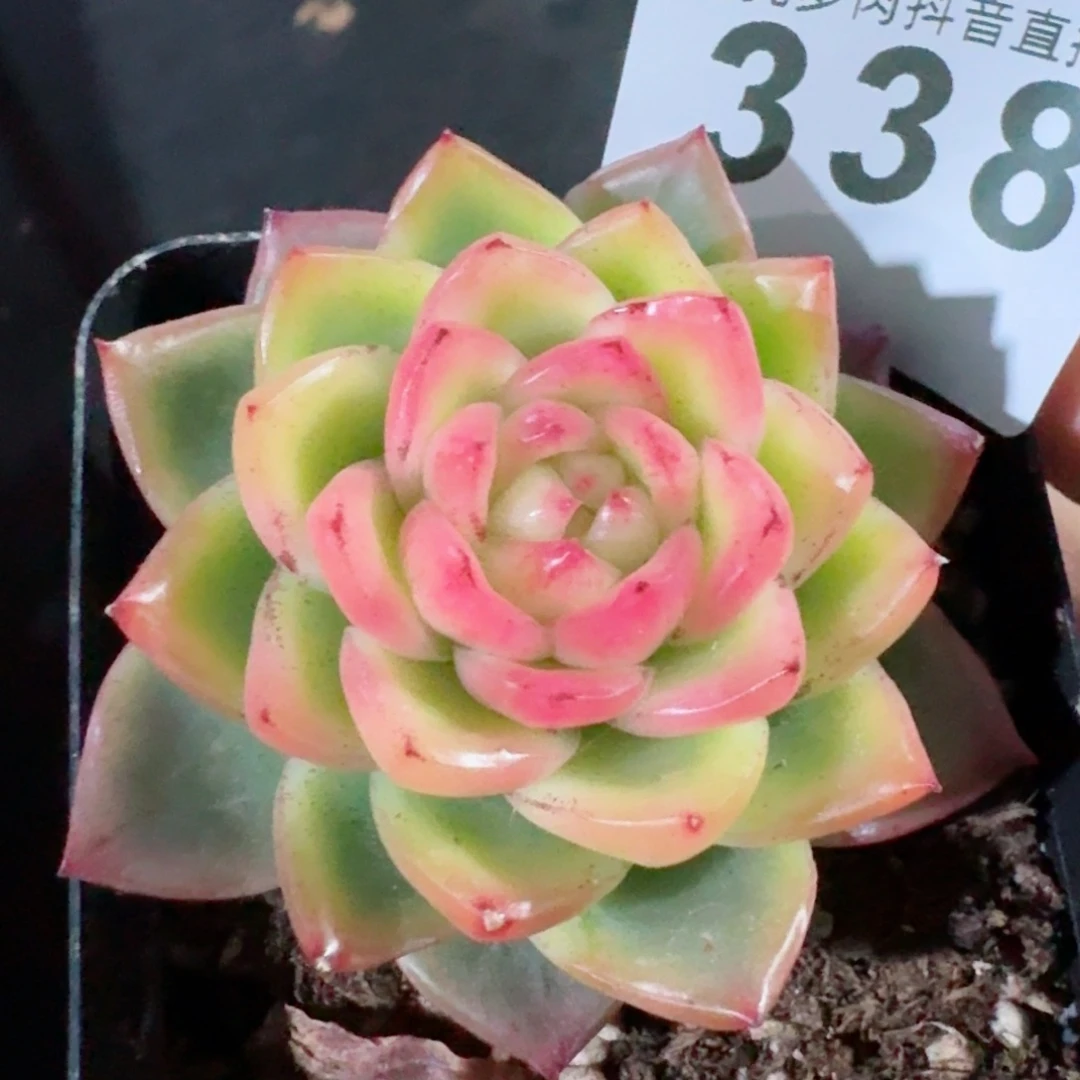 高****9水晶珍妮锦         精品多肉