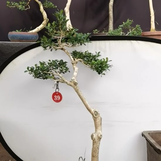 无花朵黄杨瓜子黄杨小叶