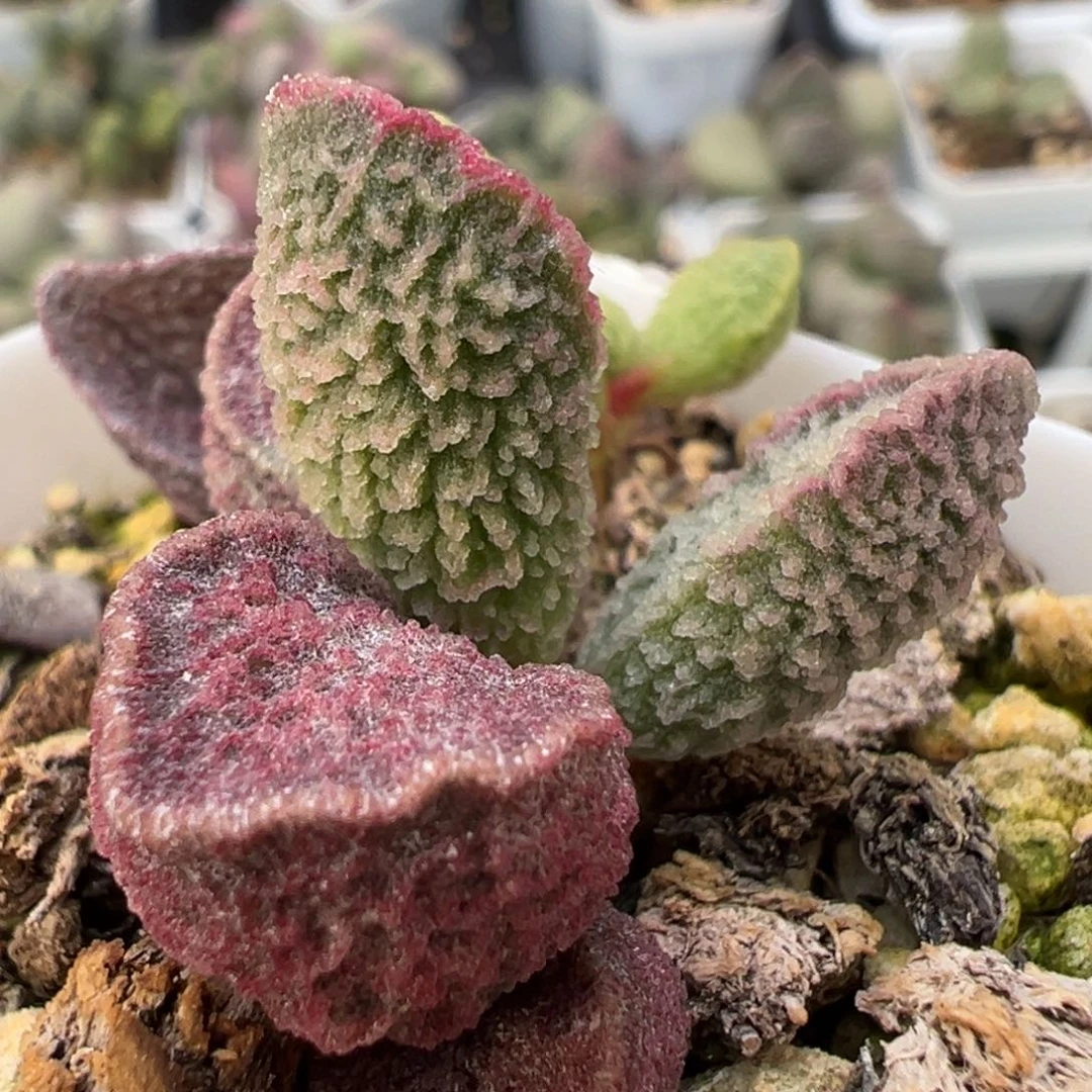 两颗一起多肉植物水泡