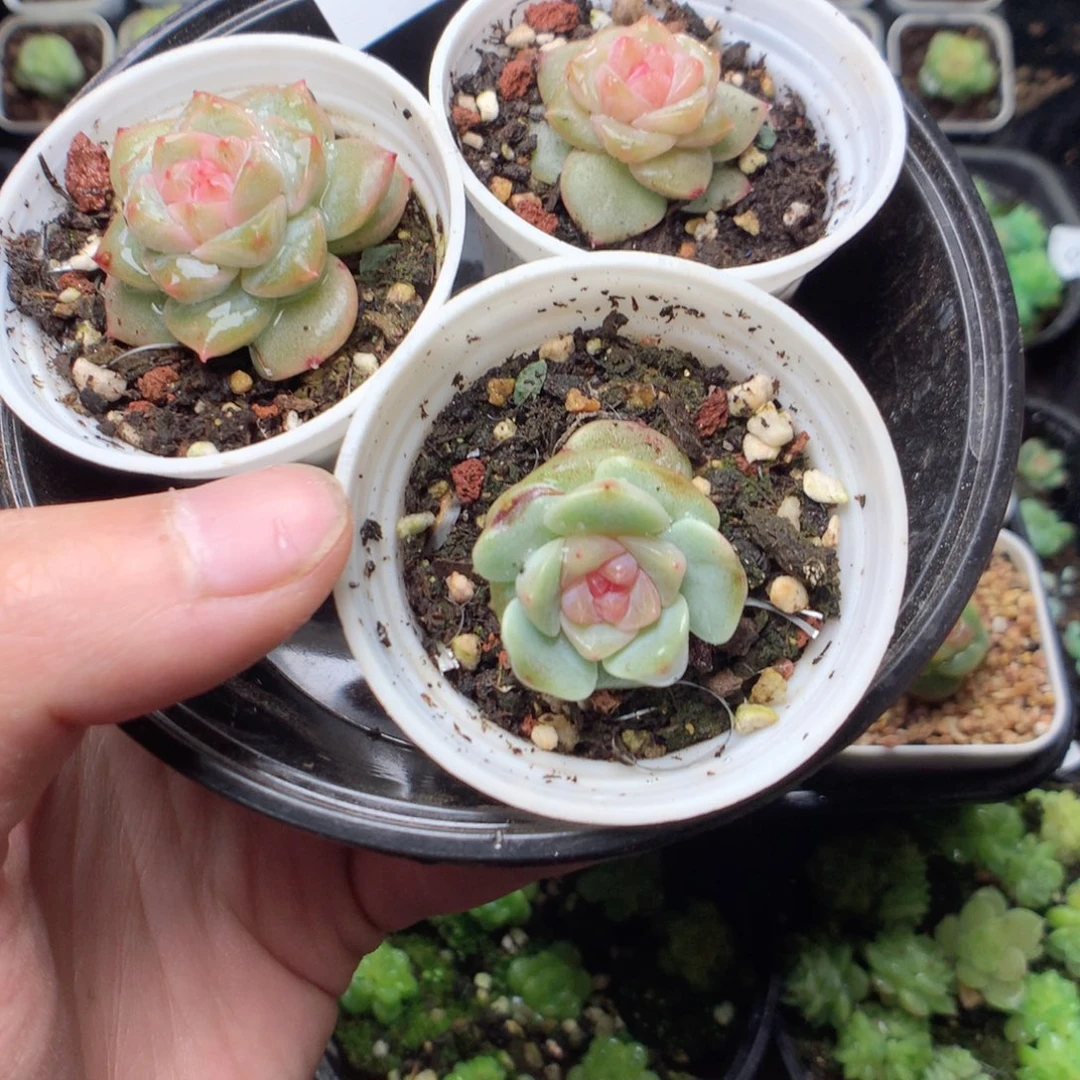 无花朵Q17风花雪月yyyy