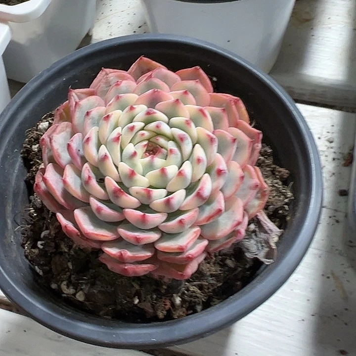 姬莲锦多肉植物单头