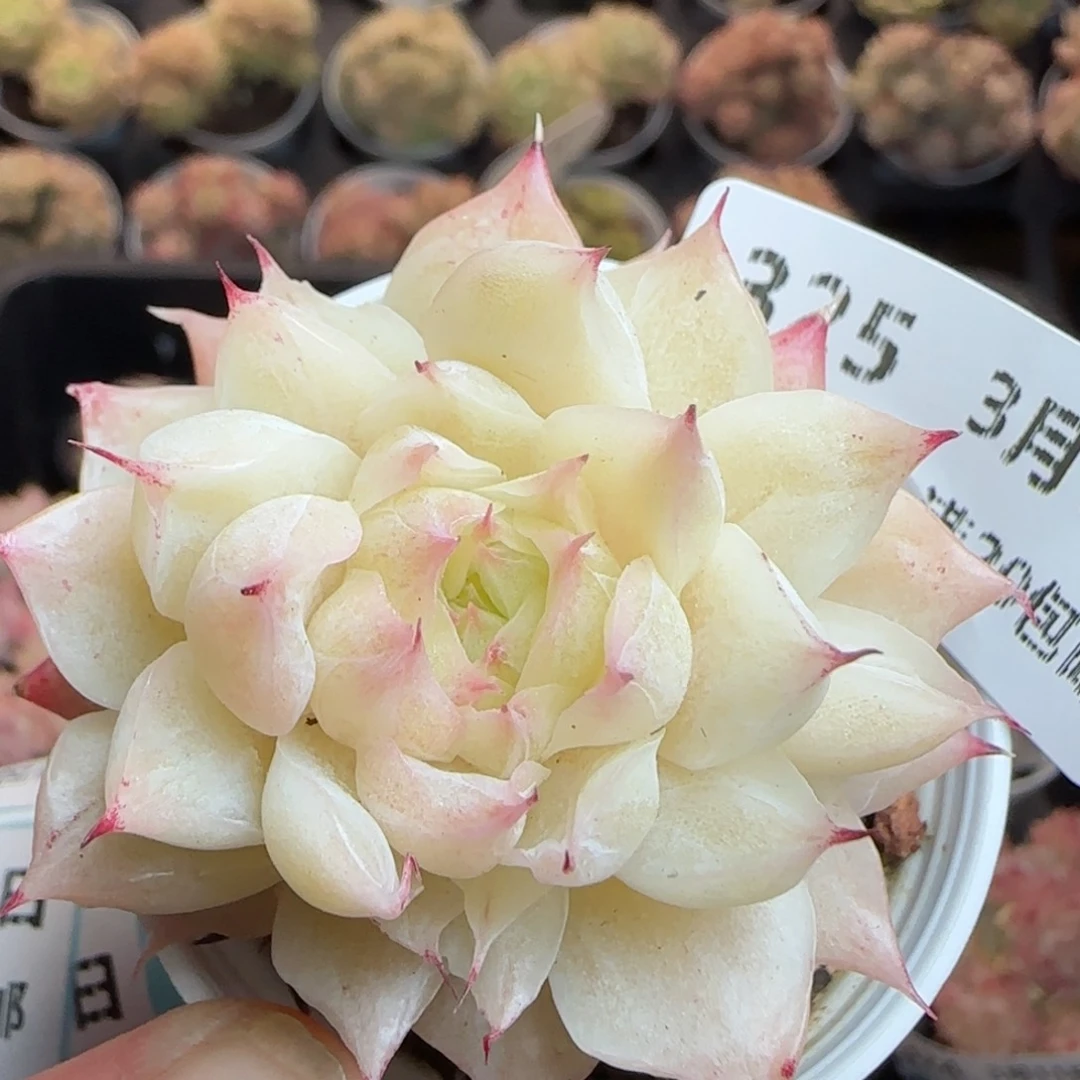 花语逸镜0311-325