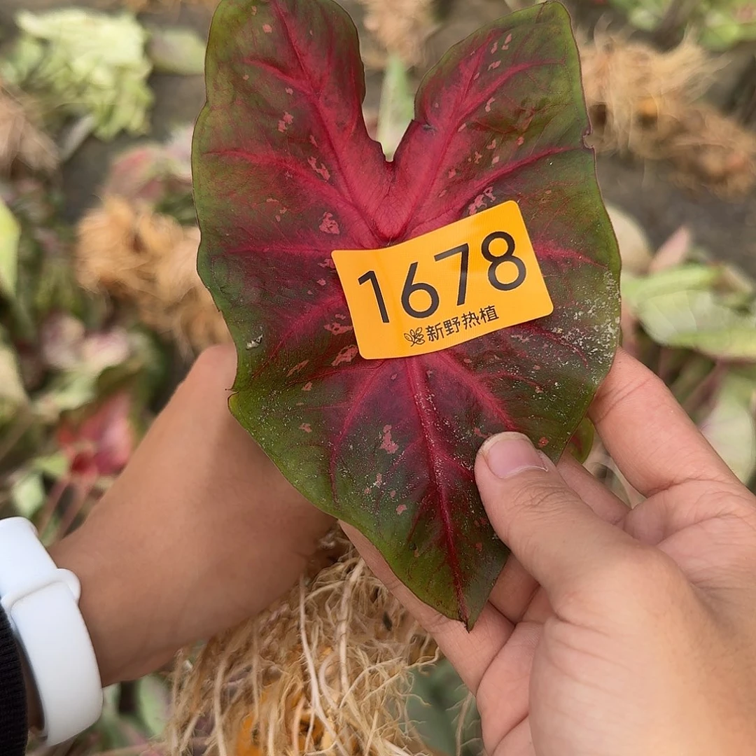 完全开放1678红色闪电裸球不售后