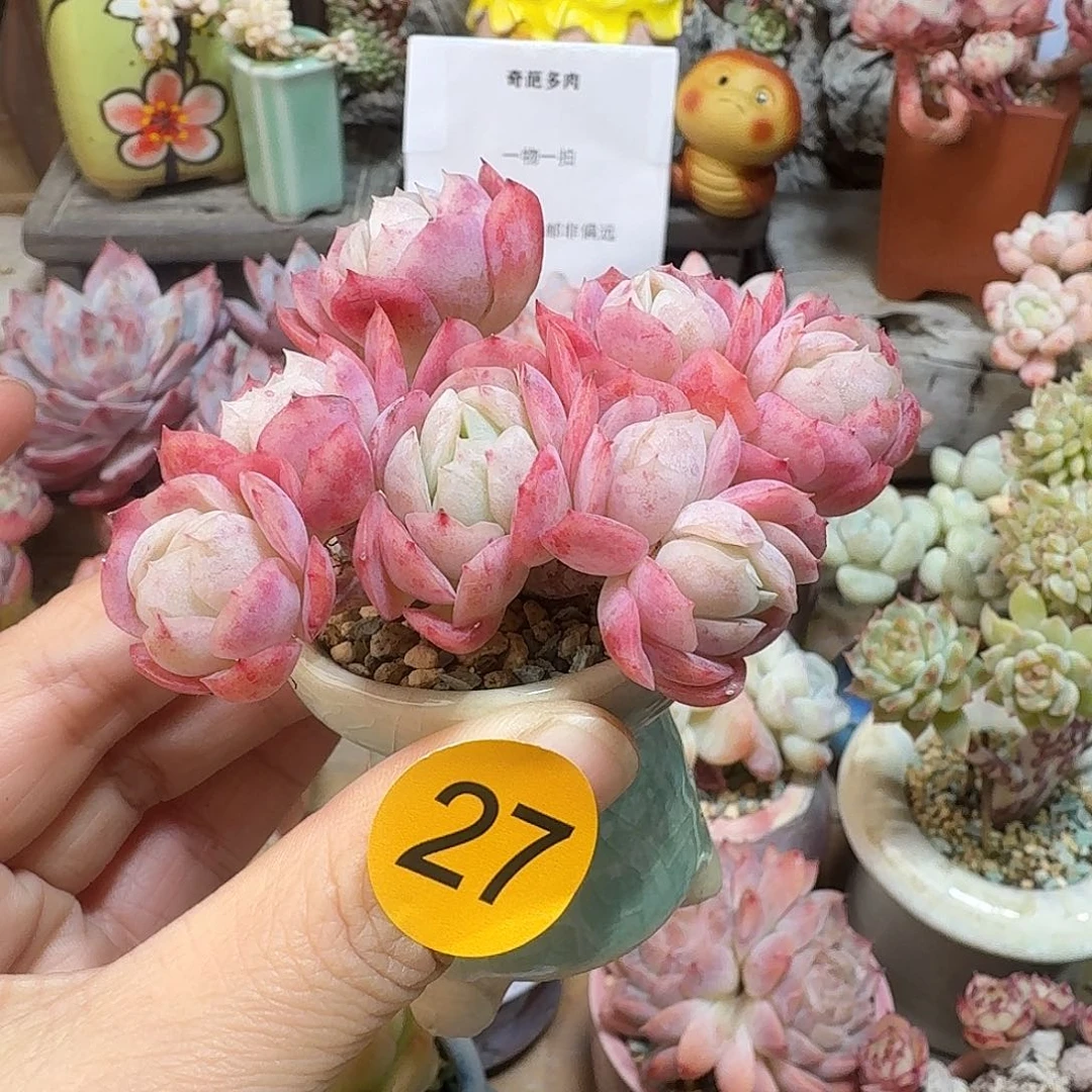 27 多肉含盆土 30元包邮非偏远