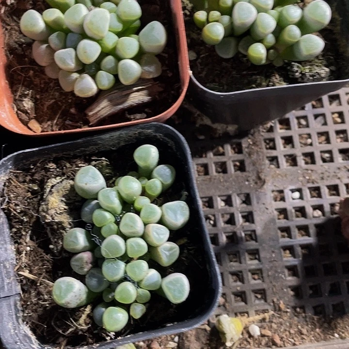 五十铃玉2.8带盆