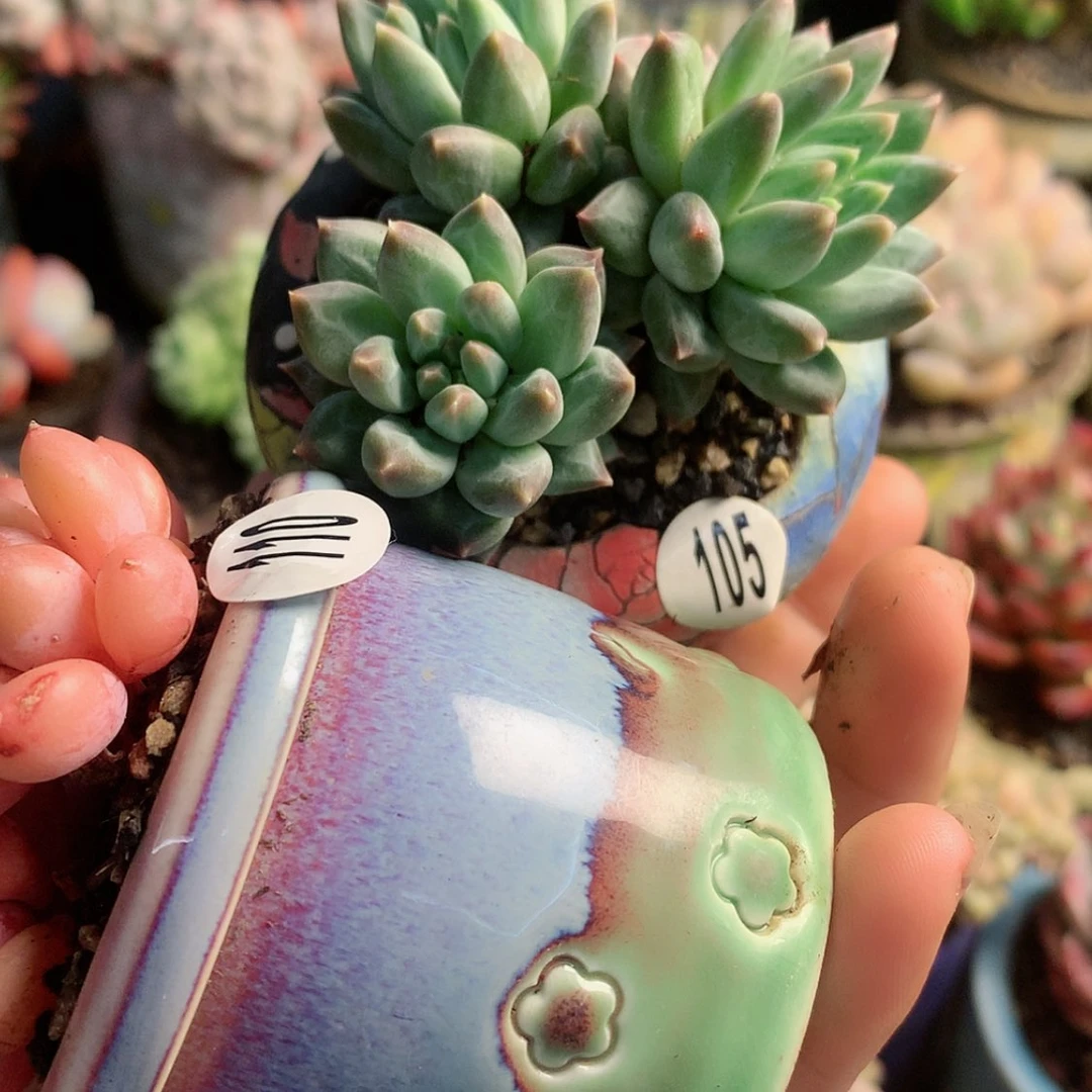 【闪购商品】倒车带盆