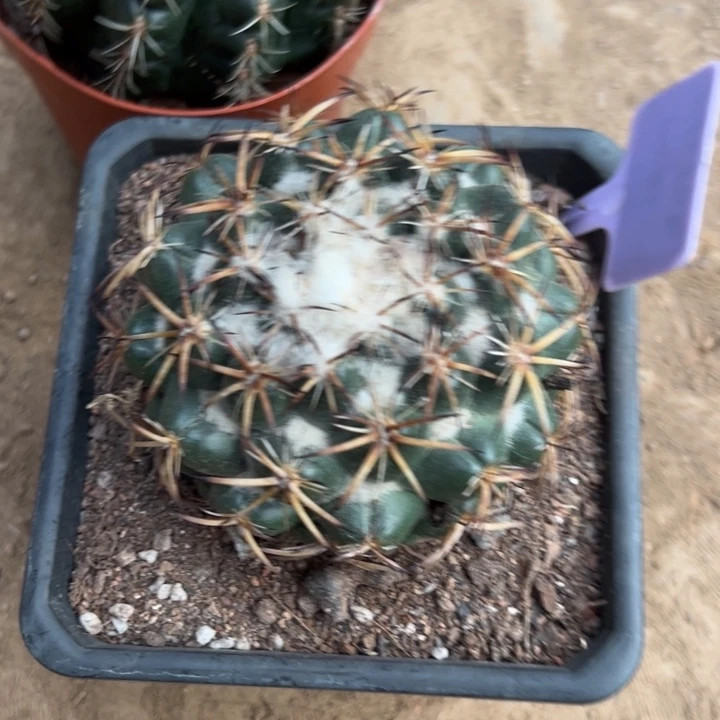 陈***凤吉祥如意。