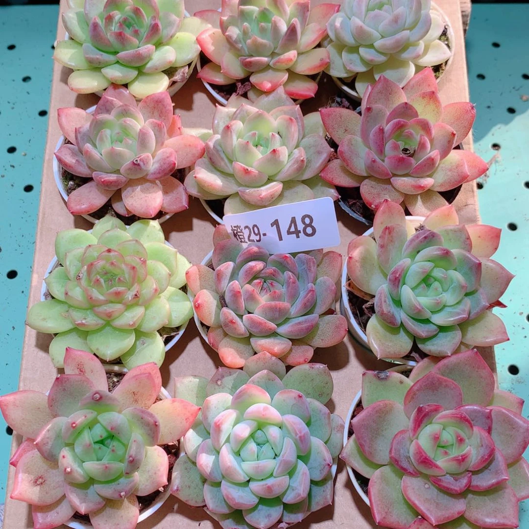 29-148一物一拍多肉带盆18颗