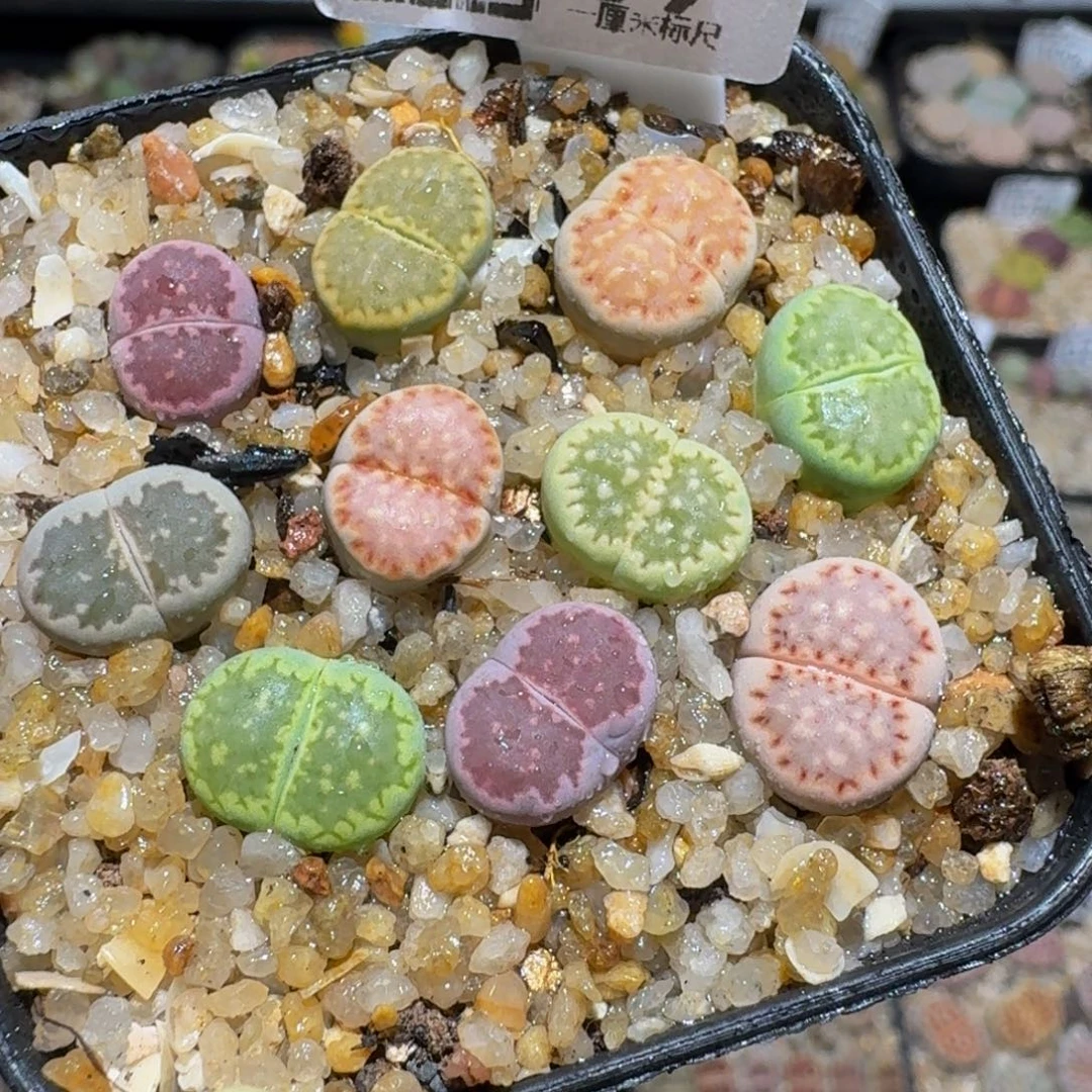 zzzz生石花肉锥1039