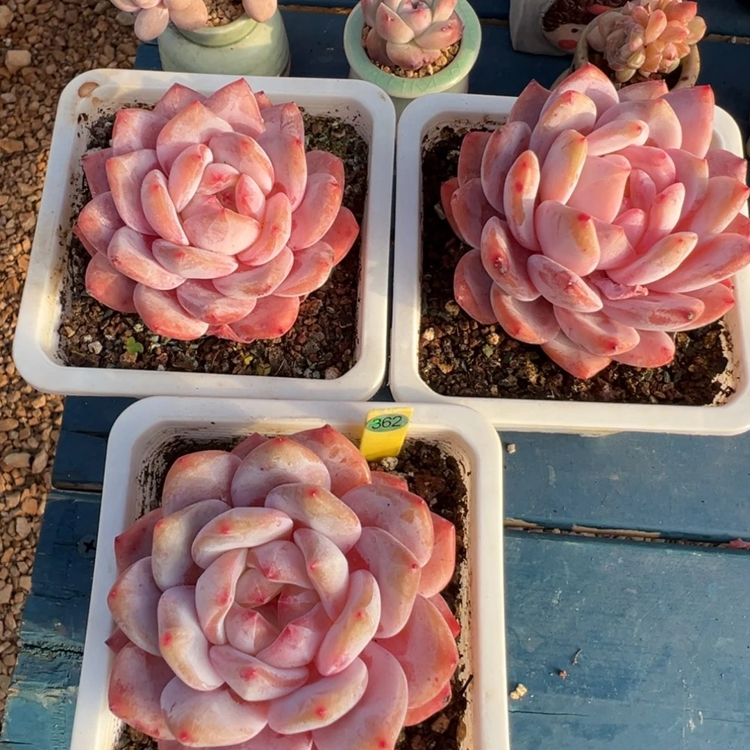 362号橙子组合3颗脱土发货