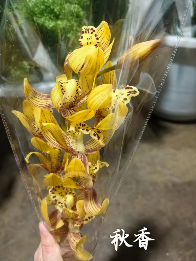 秋香大花蕙兰一支  年宵花 花期长 云南基地直发   鲜花水养
