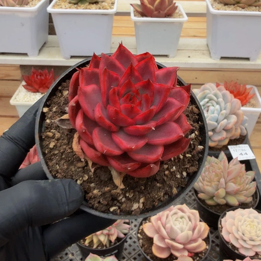 1203-47漂亮玛丽亚锦