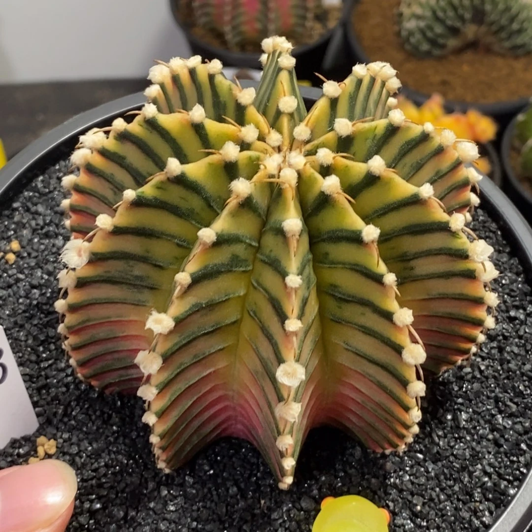 泰系神品肋骨锦（双11福利特价）