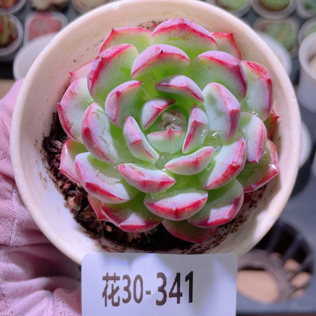 花利美30-341女王玫瑰