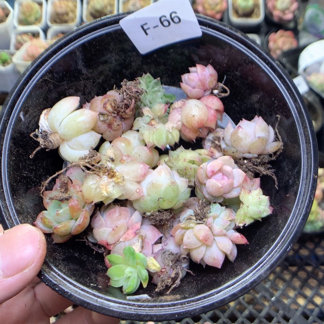 F66y y y y y y t t y t t y