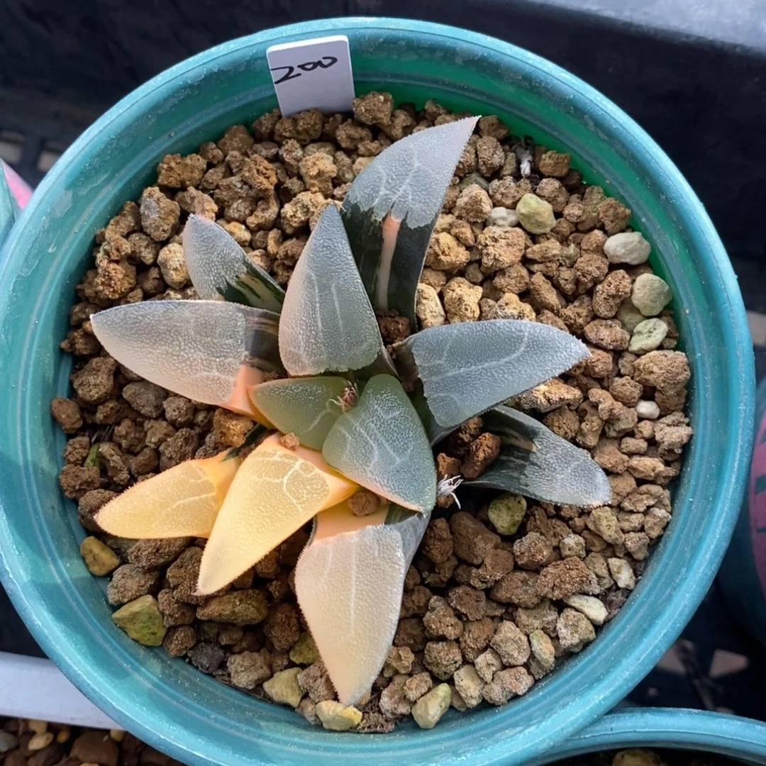 一颗实生大克锦。   特价