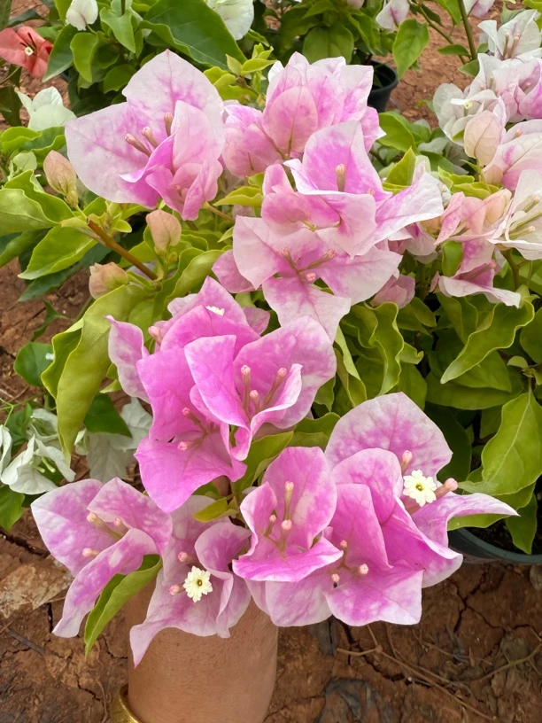 1加仑盆彩色三角梅，一物一拍，运输过程中容易掉花掉叶，介意勿拍