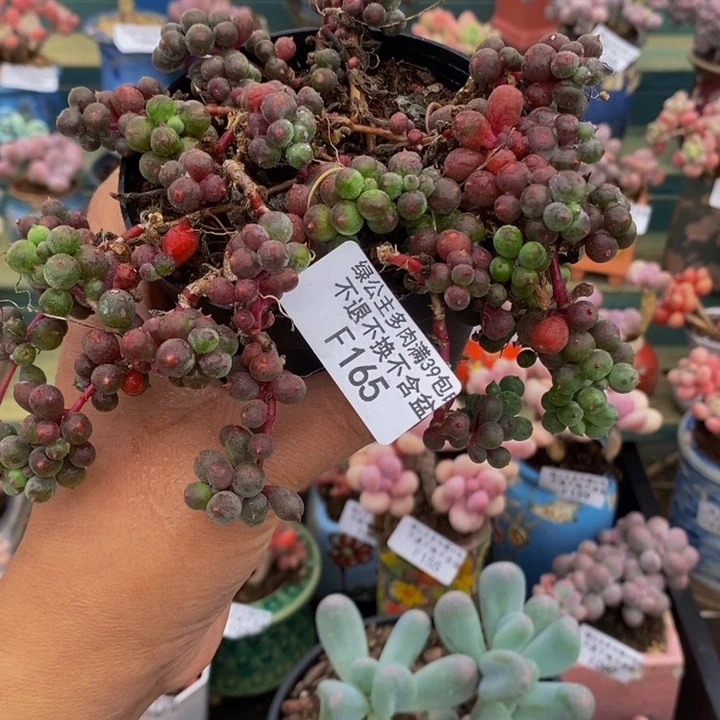 紫泡泡散拼165多肉植物