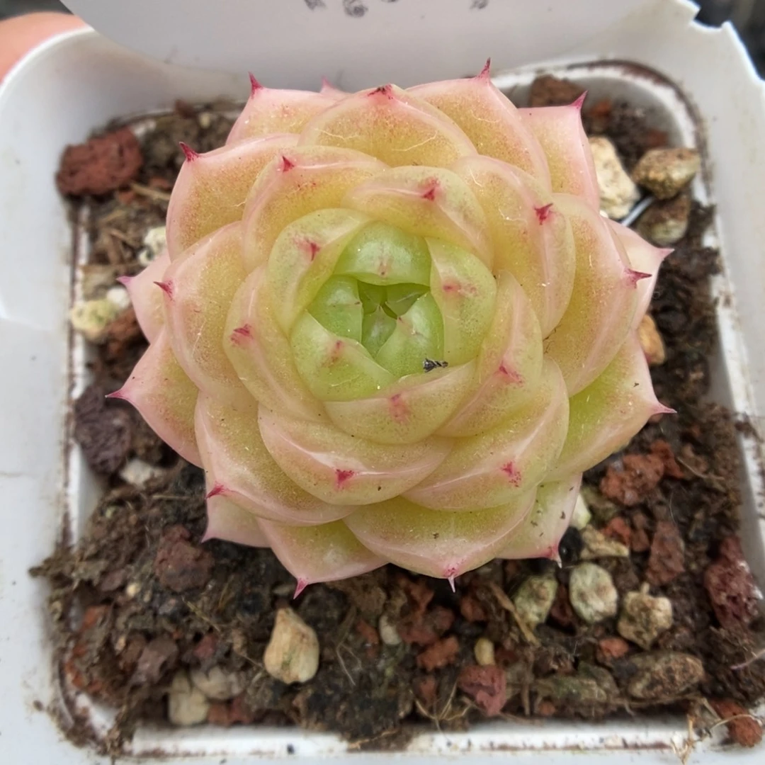 青柠麦秆4197号。