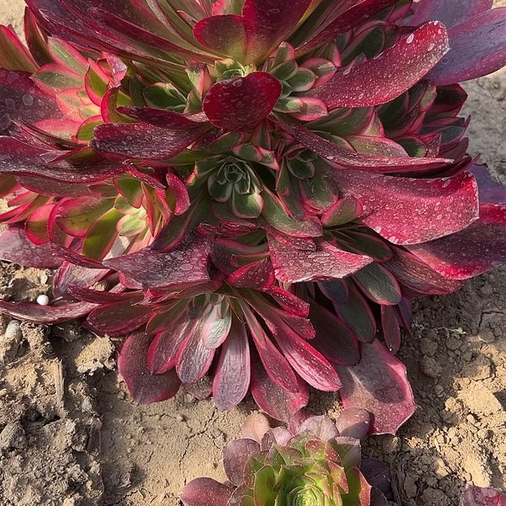 3.14-44凤冠多肉植物4