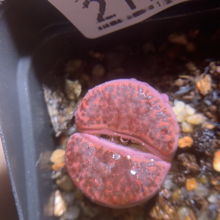 精品生石花121.212