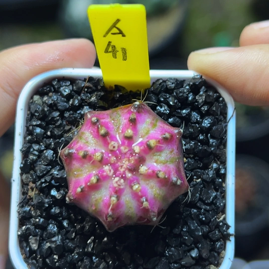 泰系实生海神A41