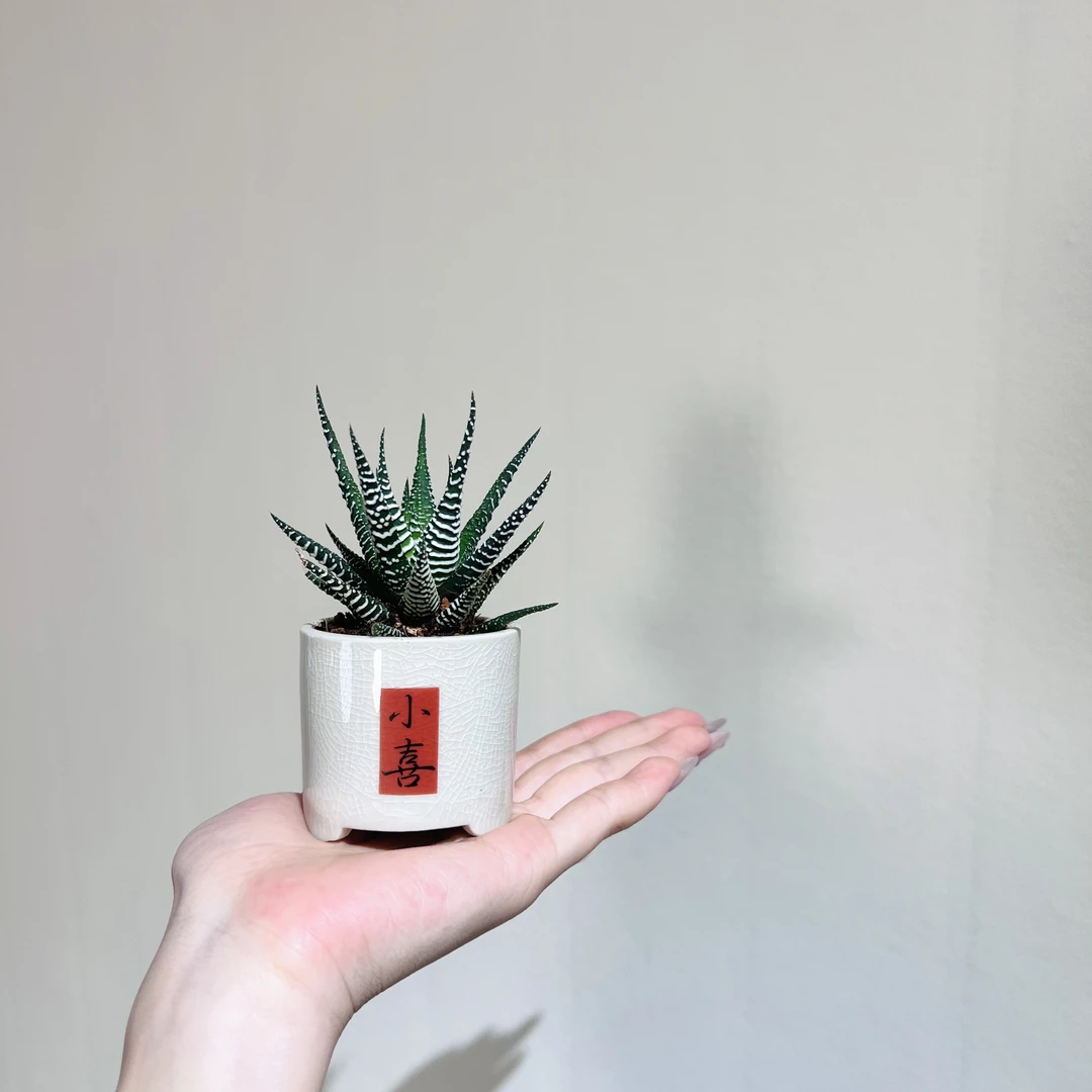 十二卷室内好养办公桌绿植加赠小喜盆