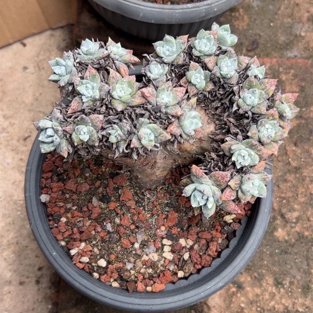 好***啊谢谢姐姐～一物一拍589